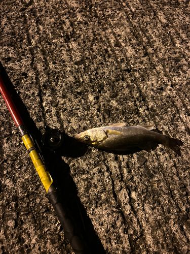 セイゴ（タイリクスズキ）の釣果