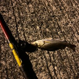 セイゴ（タイリクスズキ）