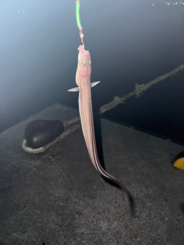 アナゴの釣果