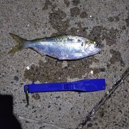 コノシロ