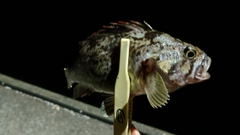 クロソイの釣果