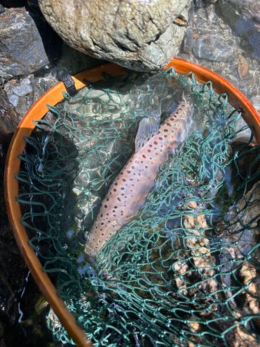 アマゴの釣果