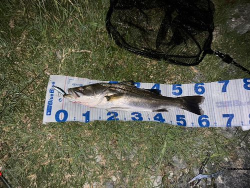 シーバスの釣果