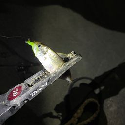 アジ