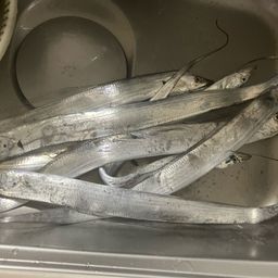 タチウオ