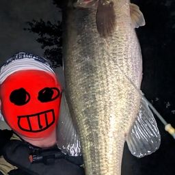 ブラックバス