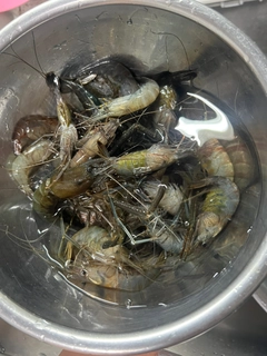 テナガエビの釣果