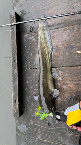 ナマズの釣果