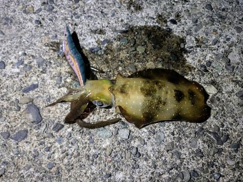 アオリイカの釣果