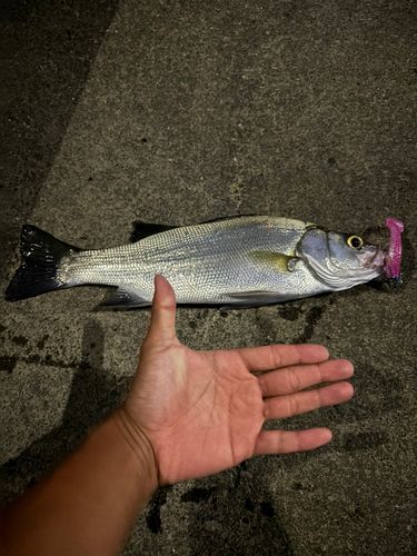 フッコ（ヒラスズキ）の釣果