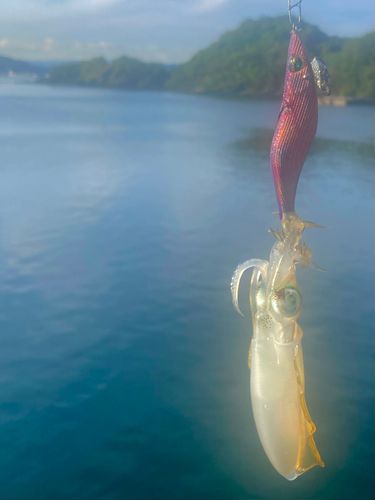 徳山湾