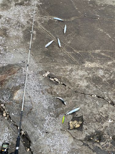 ウルメイワシの釣果