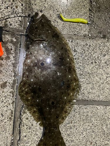 ヒラメの釣果