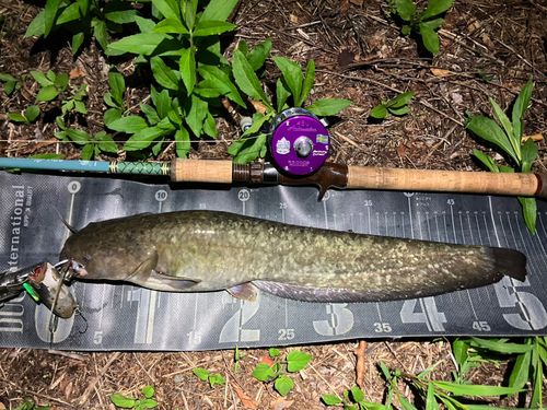 ナマズの釣果