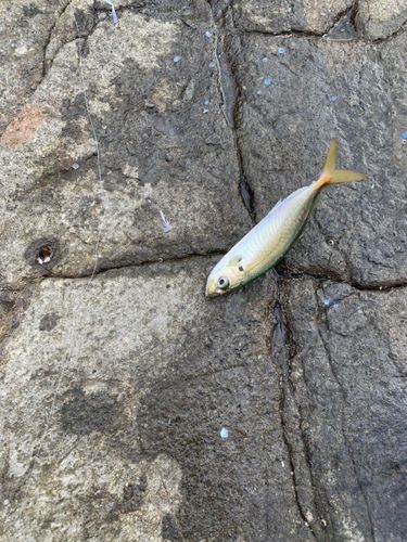 マルアジの釣果