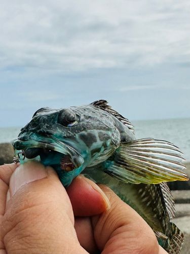 アナハゼの釣果