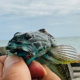 アナハゼ