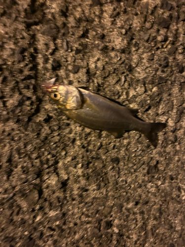 セイゴ（タイリクスズキ）の釣果