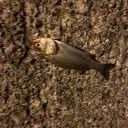 セイゴ（タイリクスズキ）