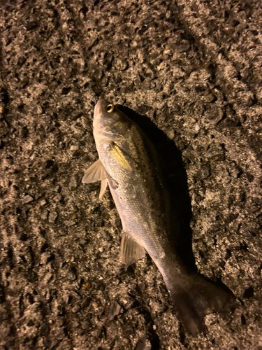 セイゴ（タイリクスズキ）の釣果