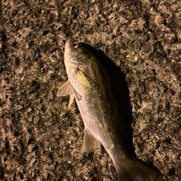 セイゴ（タイリクスズキ）