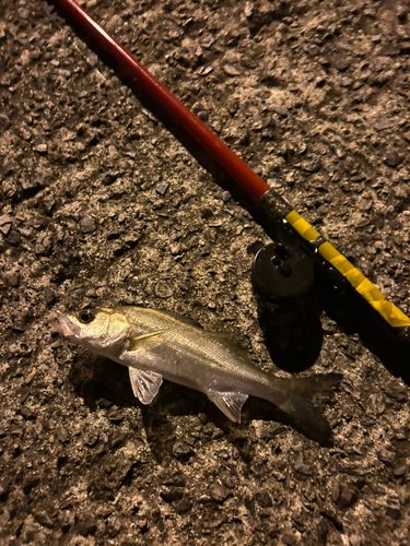 セイゴ（タイリクスズキ）の釣果