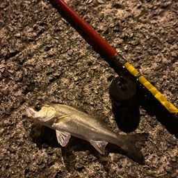 セイゴ（タイリクスズキ）