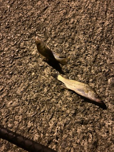 セイゴ（タイリクスズキ）の釣果