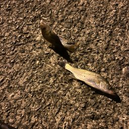 セイゴ（タイリクスズキ）