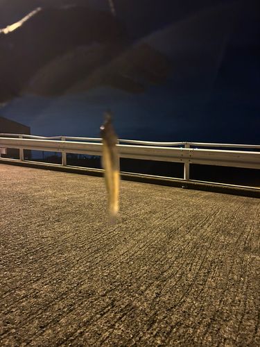 ハゼの釣果