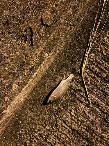 セイゴ（タイリクスズキ）の釣果