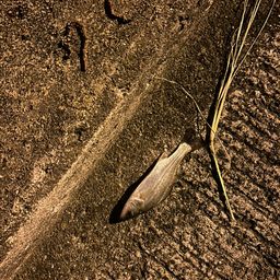 セイゴ（タイリクスズキ）