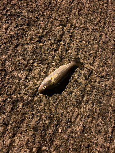 セイゴ（タイリクスズキ）の釣果