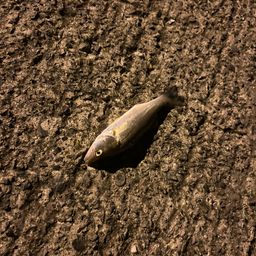 セイゴ（タイリクスズキ）