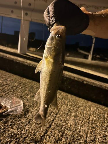 セイゴ（タイリクスズキ）の釣果