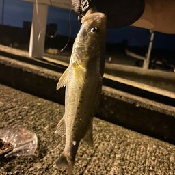 セイゴ（タイリクスズキ）