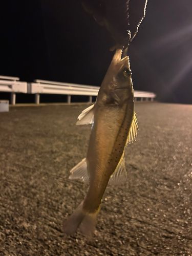 セイゴ（タイリクスズキ）の釣果