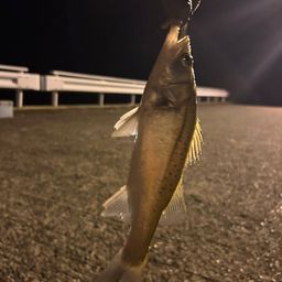 セイゴ（タイリクスズキ）