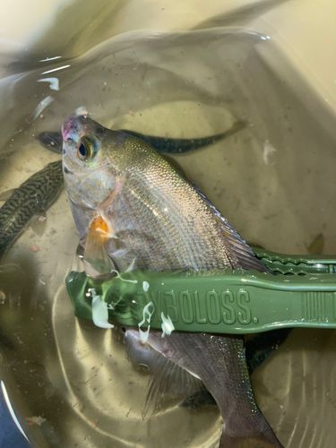 ウミタナゴの釣果