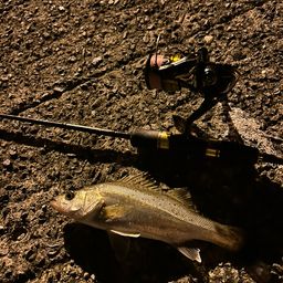 セイゴ（タイリクスズキ）