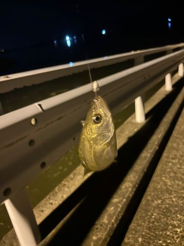 セイゴ（タイリクスズキ）の釣果
