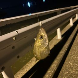 セイゴ（タイリクスズキ）