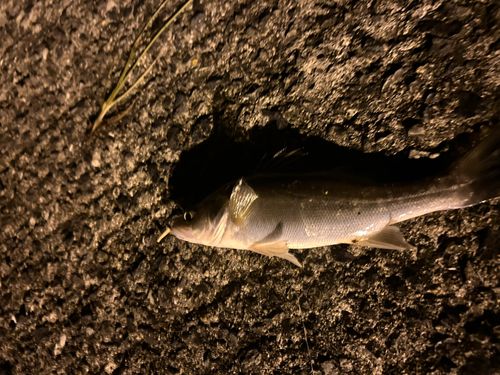 セイゴ（タイリクスズキ）の釣果
