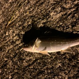 セイゴ（タイリクスズキ）