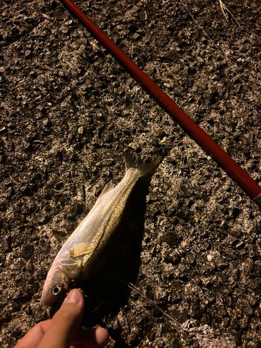 セイゴ（タイリクスズキ）の釣果