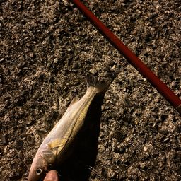 セイゴ（タイリクスズキ）