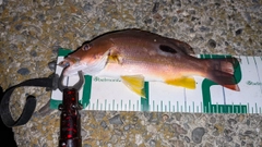 クロホシフエダイの釣果