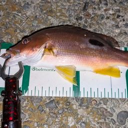 クロホシフエダイ