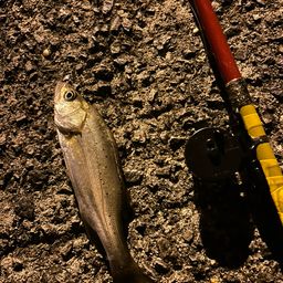 セイゴ（タイリクスズキ）