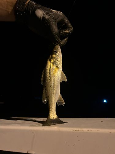 セイゴ（タイリクスズキ）の釣果